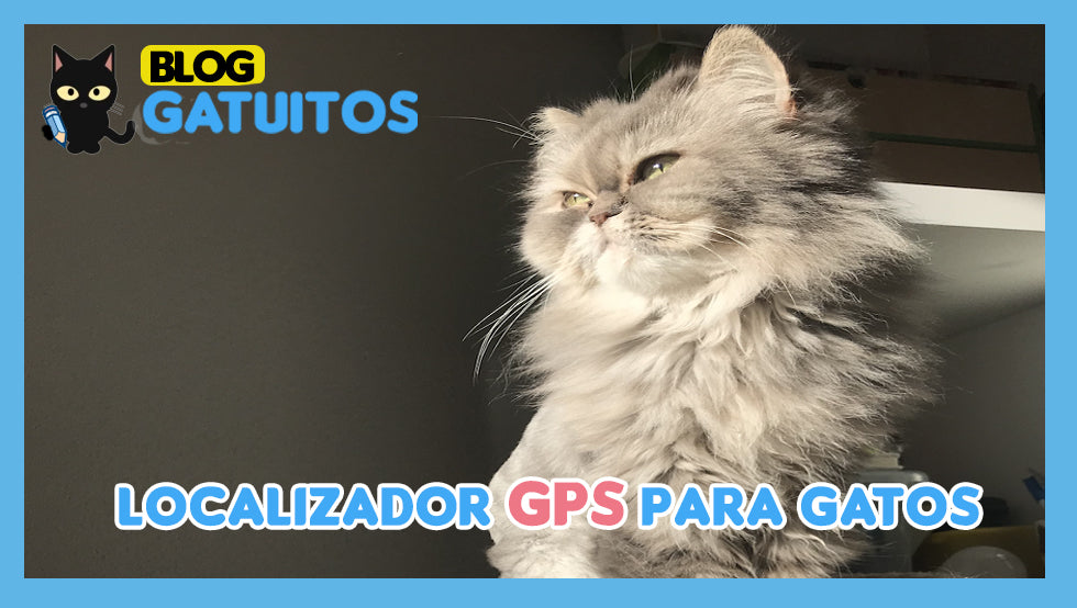 Localizador GPS para gatos: que es, como funciona y por qué usarlo